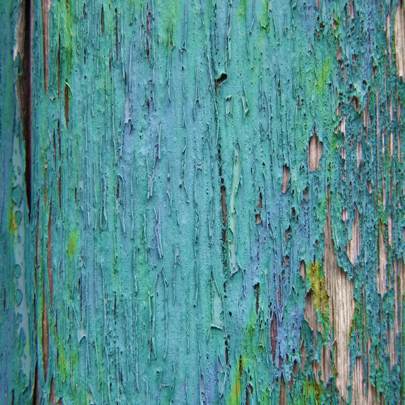 Plaint Backdrop
