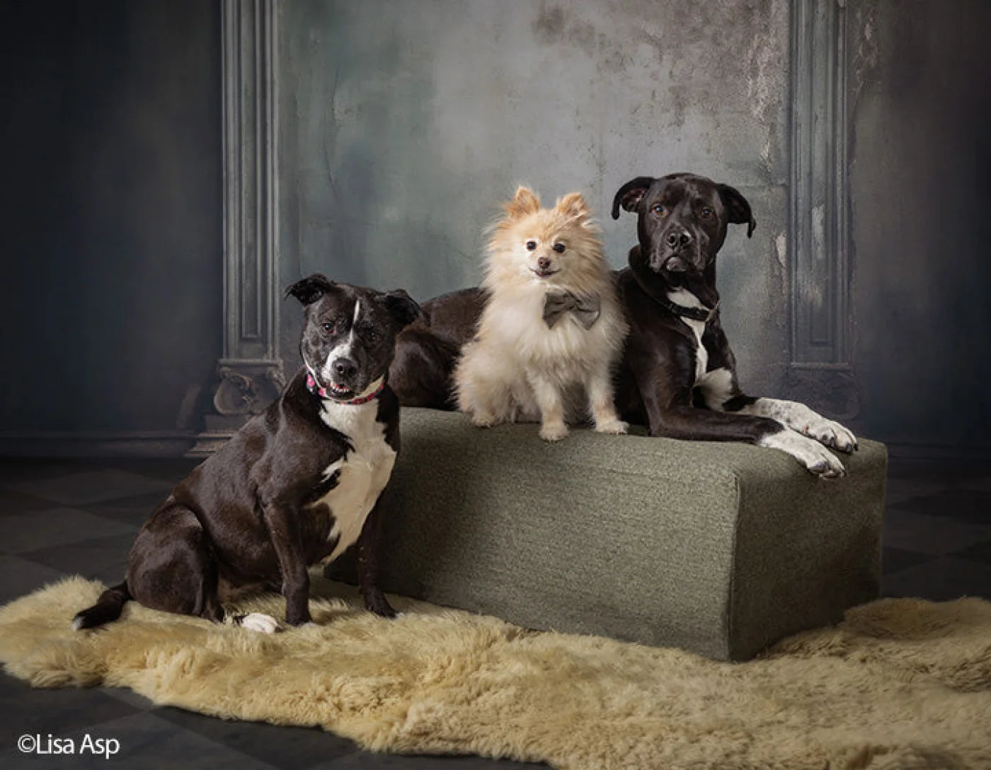 Plaster Wall Dark Victorian Backdrop