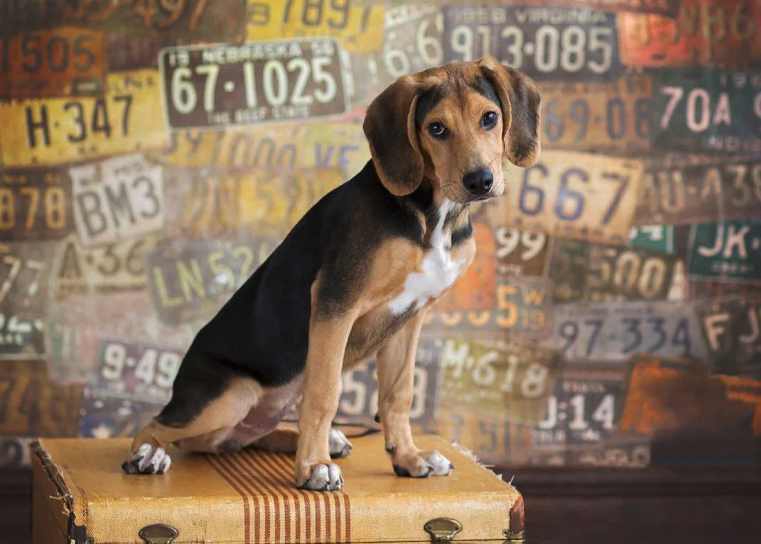 Platesvintage Backdrop