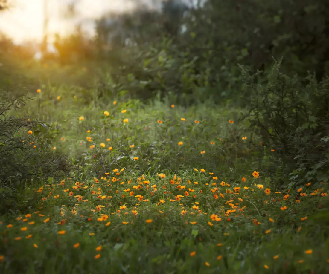 Poppy Forest 5X42 Fleece ( 60 X 50 Inch ) Backdrop