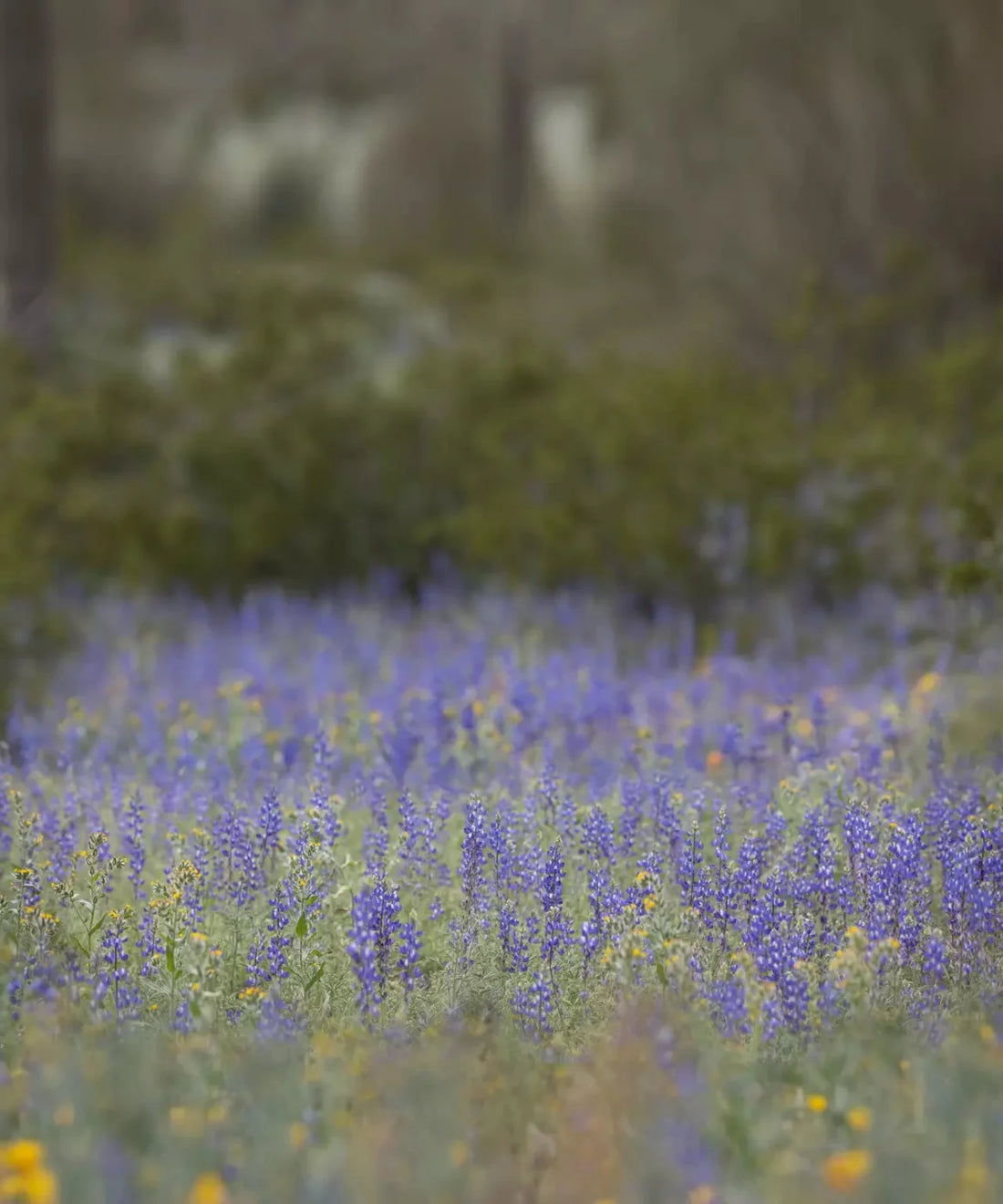 Green Field of Purple Flowers Backdrop for Photography