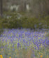 Green Field of Purple Flowers Backdrop for Photography