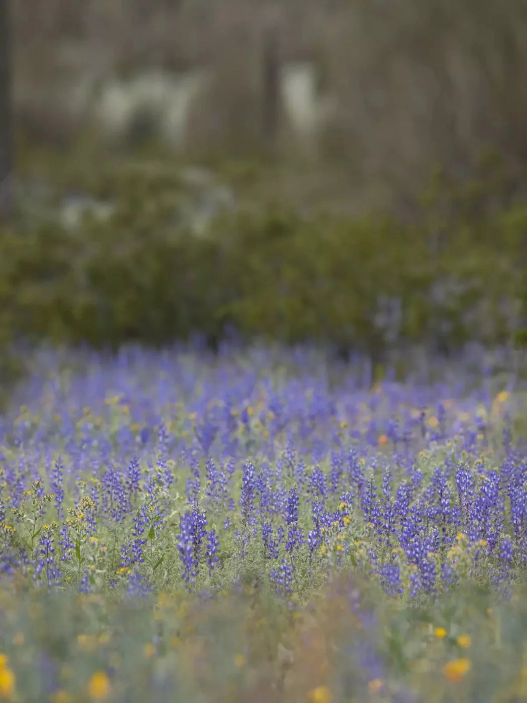 Purple Lupine 5X68 Fleece ( 60 X 80 Inch ) Backdrop