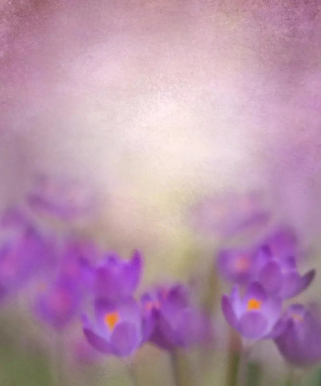 Purple Spring Backdrop for Photography