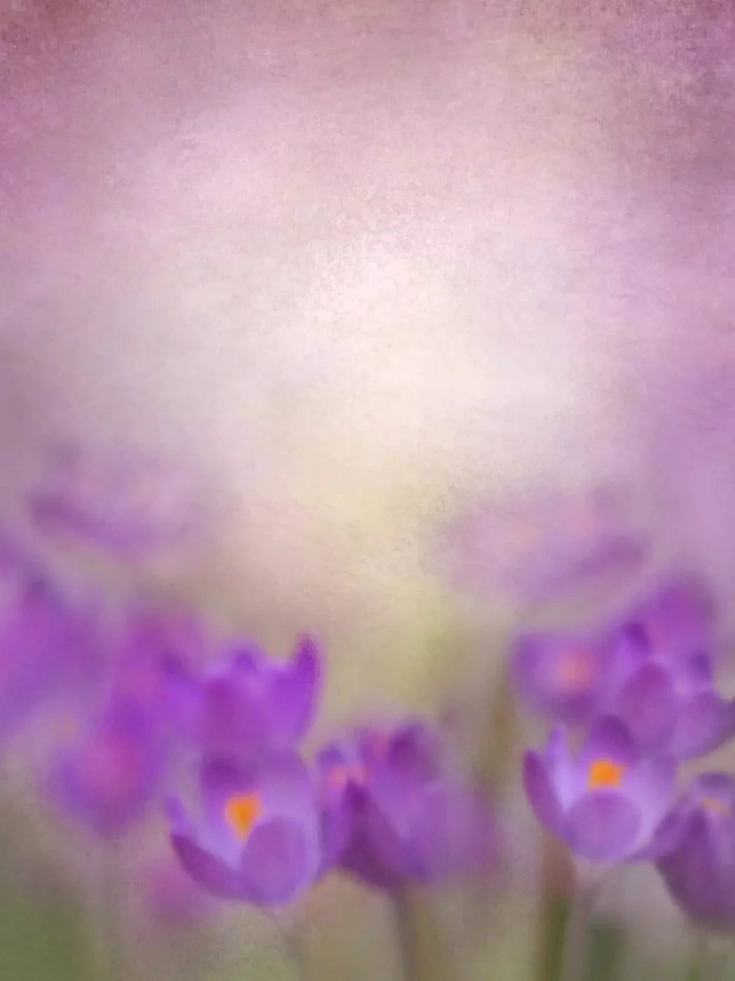 Purple Spring 5X68 Fleece ( 60 X 80 Inch ) Backdrop