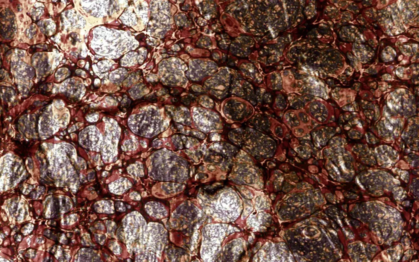 Recant 14X9 Ultracloth ( 168 X 108 Inch ) Backdrop