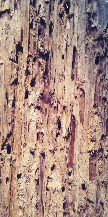 Rotten 10X20 Ultracloth ( 120 X 240 Inch ) Backdrop