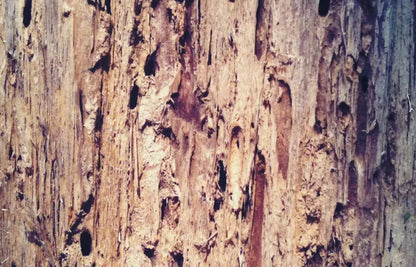 Rotten 12X8 Ultracloth ( 144 X 96 Inch ) Backdrop