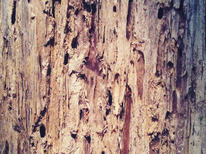 Rotten 7X5 Ultracloth ( 84 X 60 Inch ) Backdrop