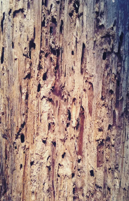 Rotten 8X12 Ultracloth ( 96 X 144 Inch ) Backdrop