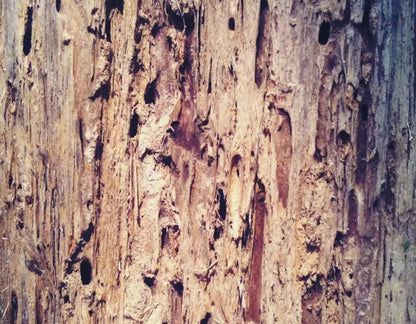 Rotten 8X6 Fleece ( 96 X 72 Inch ) Backdrop
