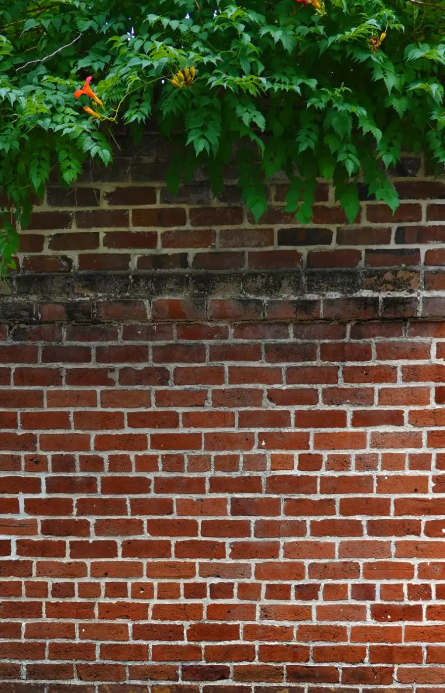 Schoolyard Brick 8X12 Ultracloth ( 96 X 144 Inch ) Backdrop