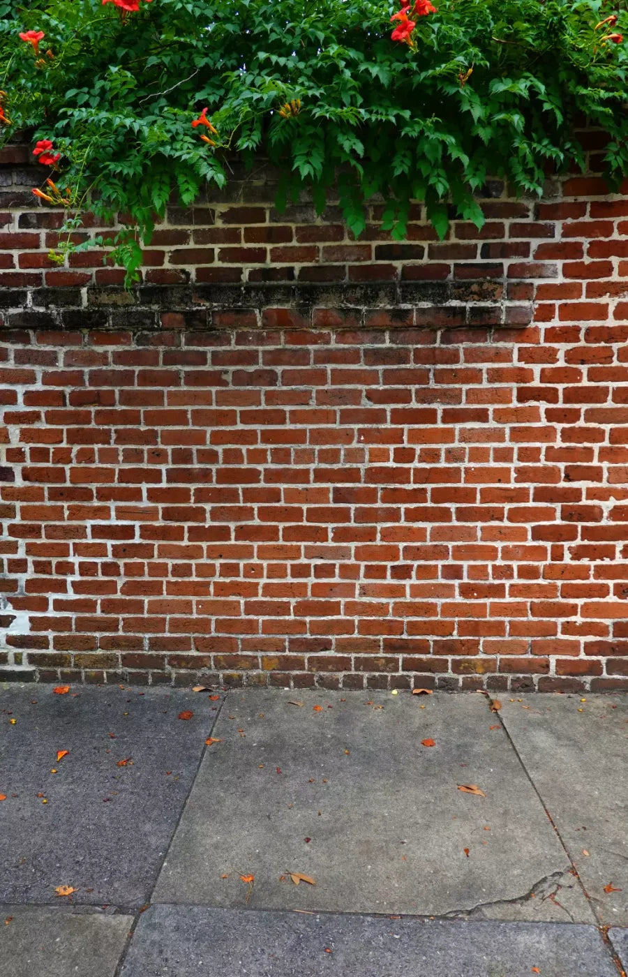 Schoolyard Brick Sweep 8X12 Ultracloth ( 96 X 144 Inch ) Backdrop