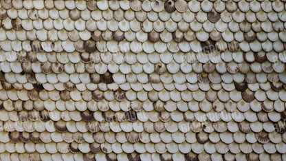 Shelley 14X8 Ultracloth ( 168 X 96 Inch ) Backdrop