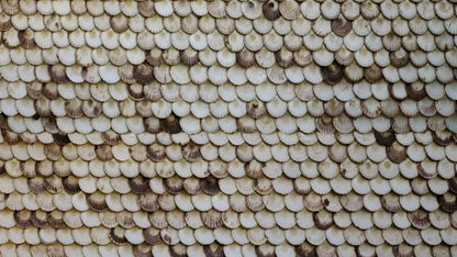 Shelley 14X8 Ultracloth ( 168 X 96 Inch ) Backdrop
