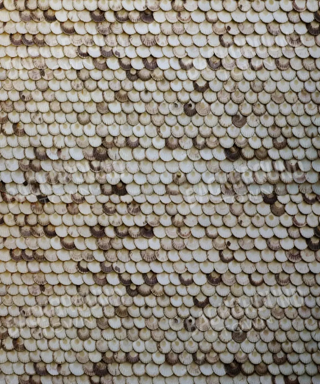 Beige Boudoir Backdrop for Photography