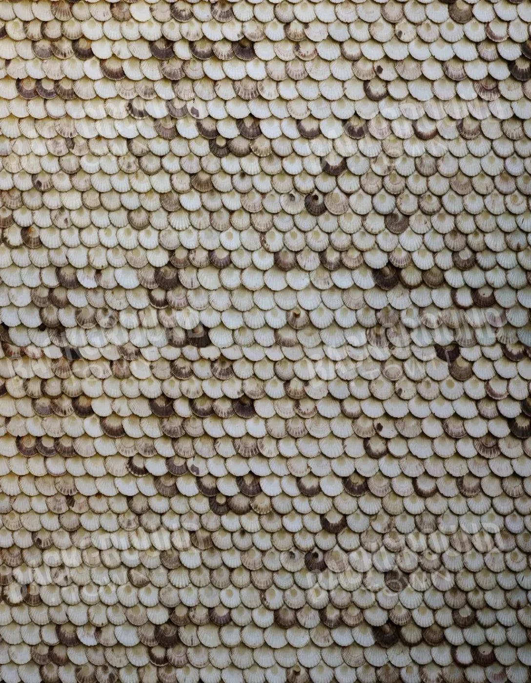 Shelley 6X8 Fleece ( 72 X 96 Inch ) Backdrop