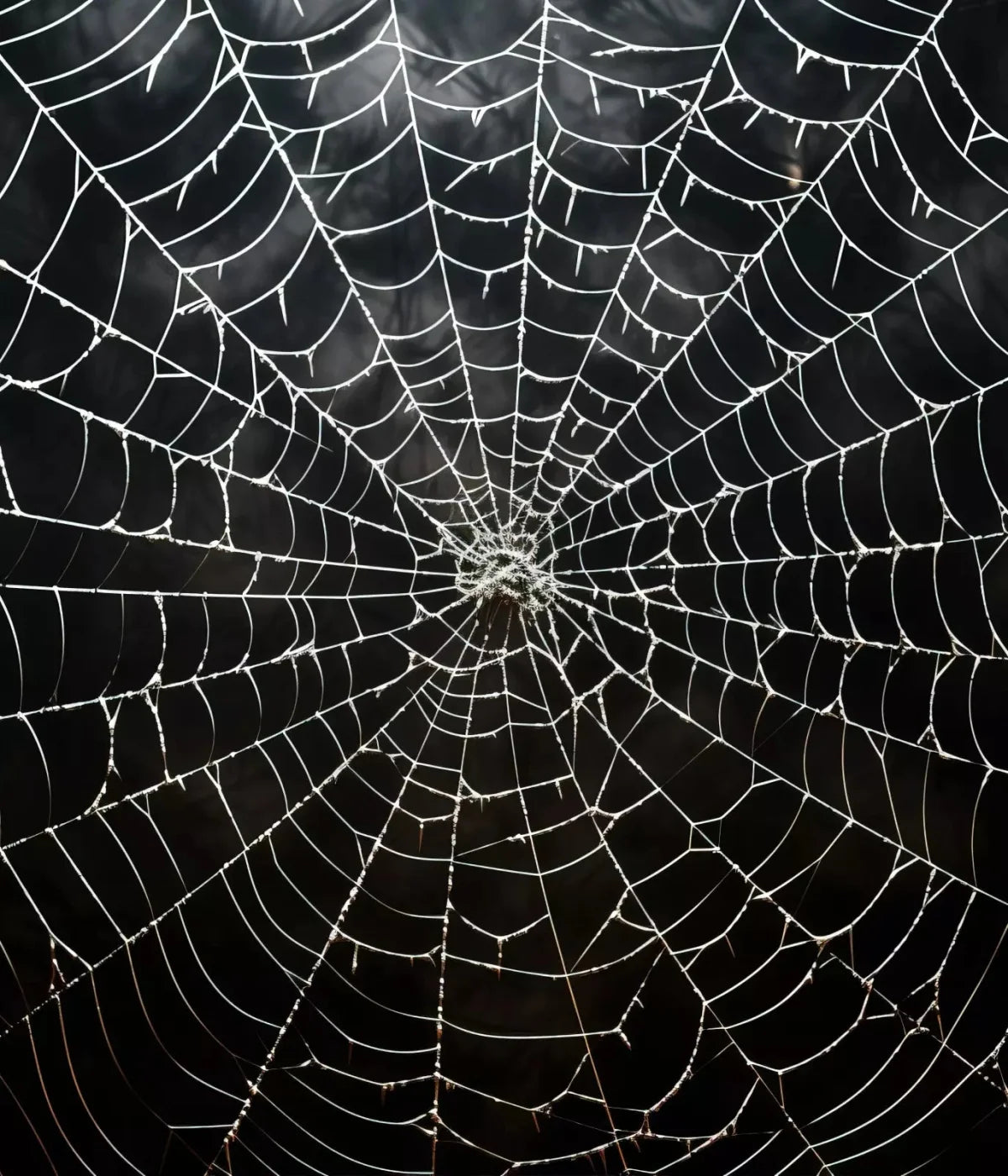 Spooky Spider Web 10X12 Ultracloth ( 120 X 144 Inch ) Backdrop