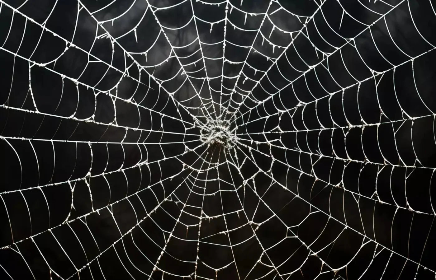 Spooky Spider Web 12X8 Ultracloth ( 144 X 96 Inch ) Backdrop
