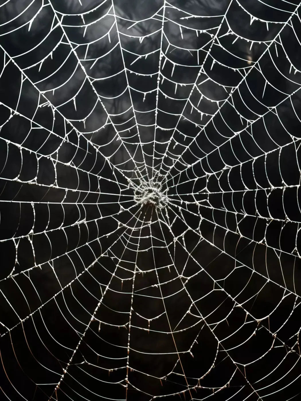 Spooky Spider Web 5X7 Ultracloth ( 60 X 84 Inch ) Backdrop