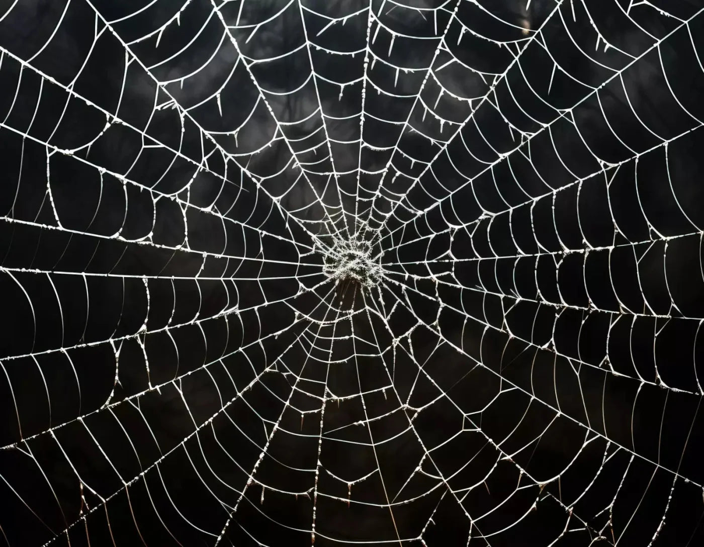 Spooky Spider Web 8X6 Fleece ( 96 X 72 Inch ) Backdrop