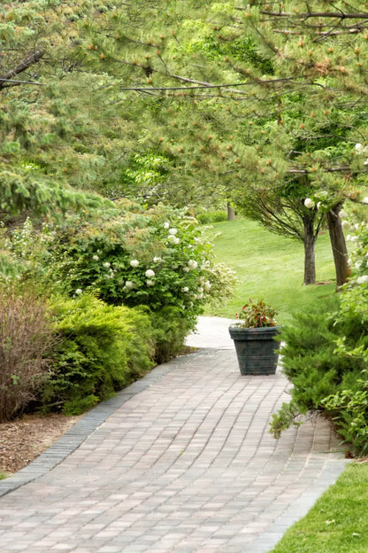 Spring Path Backdrop
