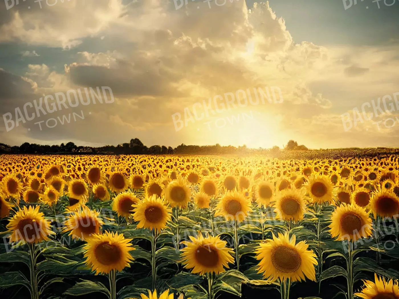 Sunflower Field 10X8 Fleece ( 120 X 96 Inch ) Backdrop