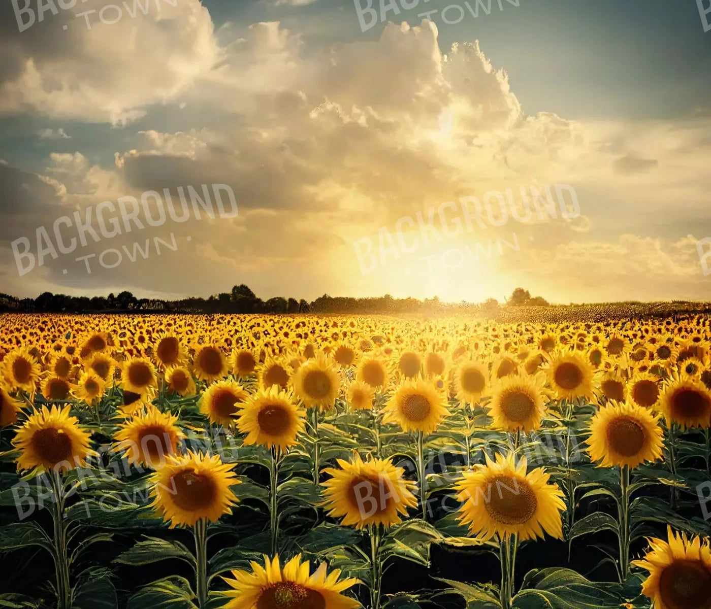 Sunflower Field 12X10 Ultracloth ( 144 X 120 Inch ) Backdrop