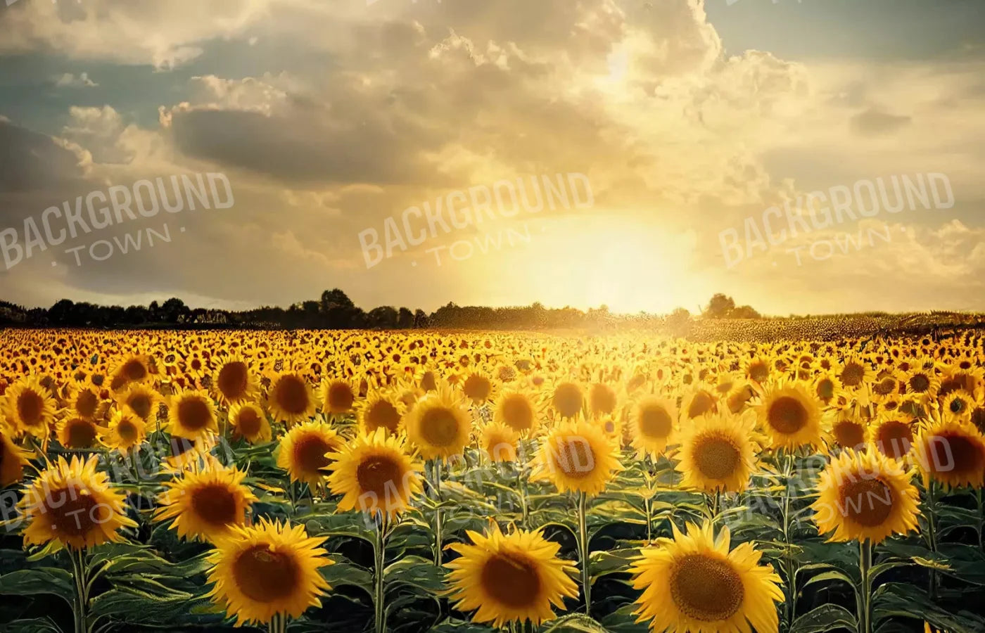 Sunflower Field 12X8 Ultracloth ( 144 X 96 Inch ) Backdrop