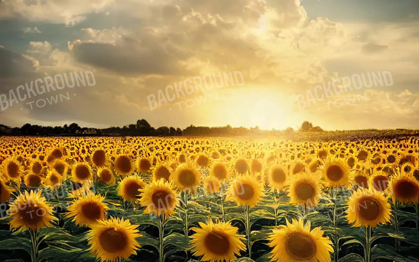 Sunflower Field 14X9 Ultracloth ( 168 X 108 Inch ) Backdrop