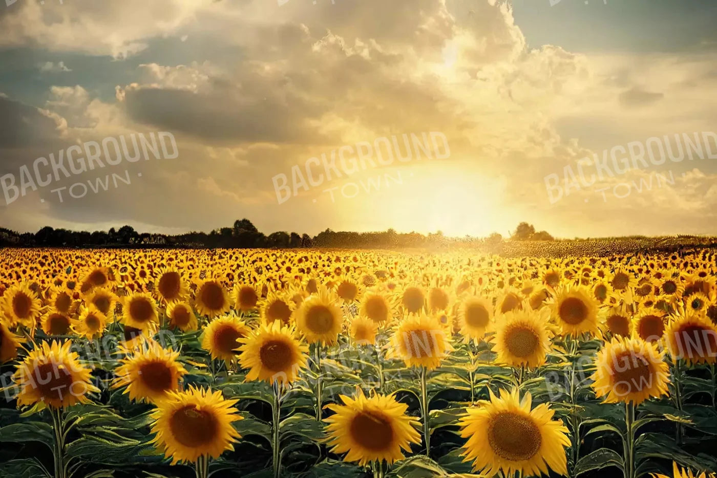 Sunflower Field 8X5 Ultracloth ( 96 X 60 Inch ) Backdrop