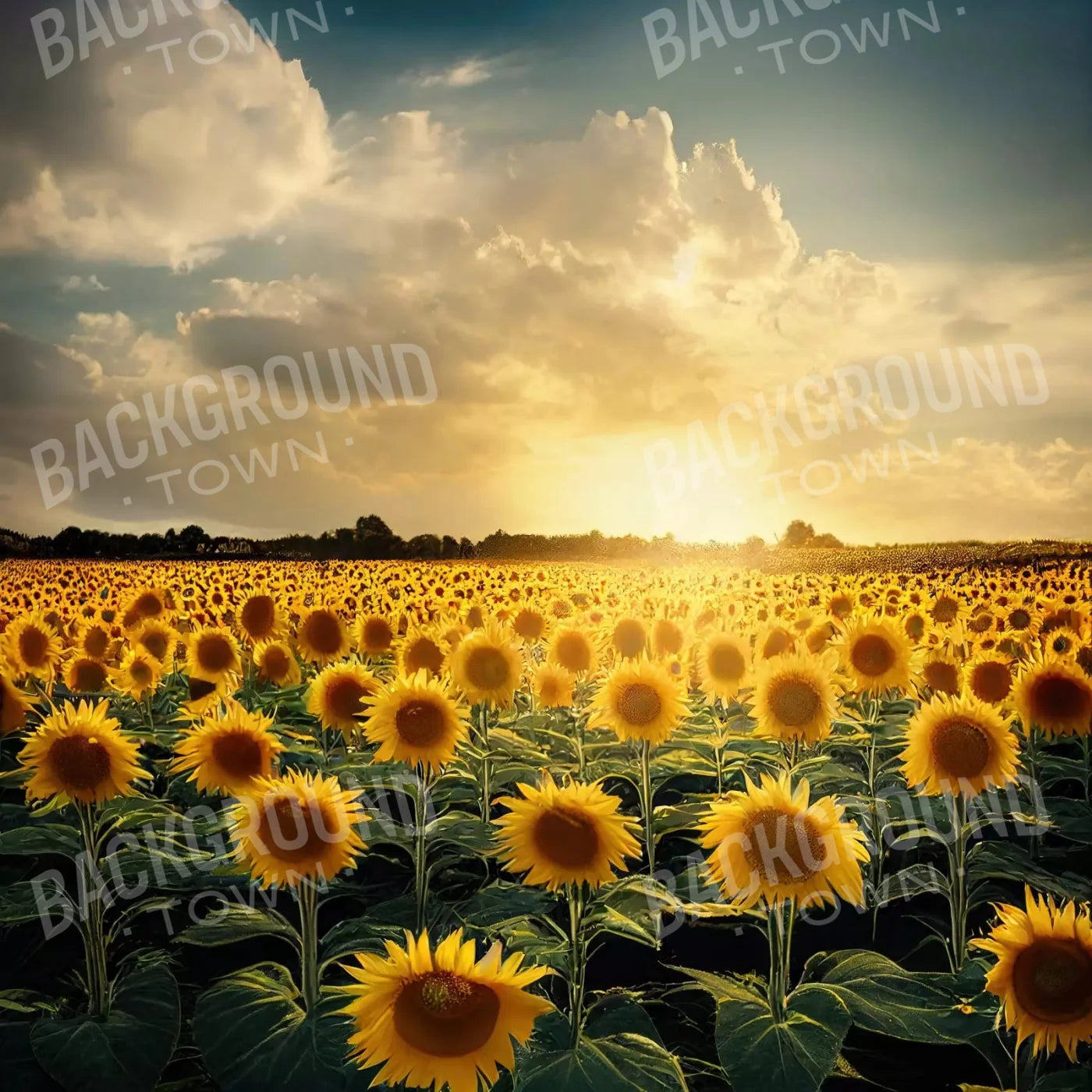 Sunflower Field 8X8 Fleece ( 96 X Inch ) Backdrop