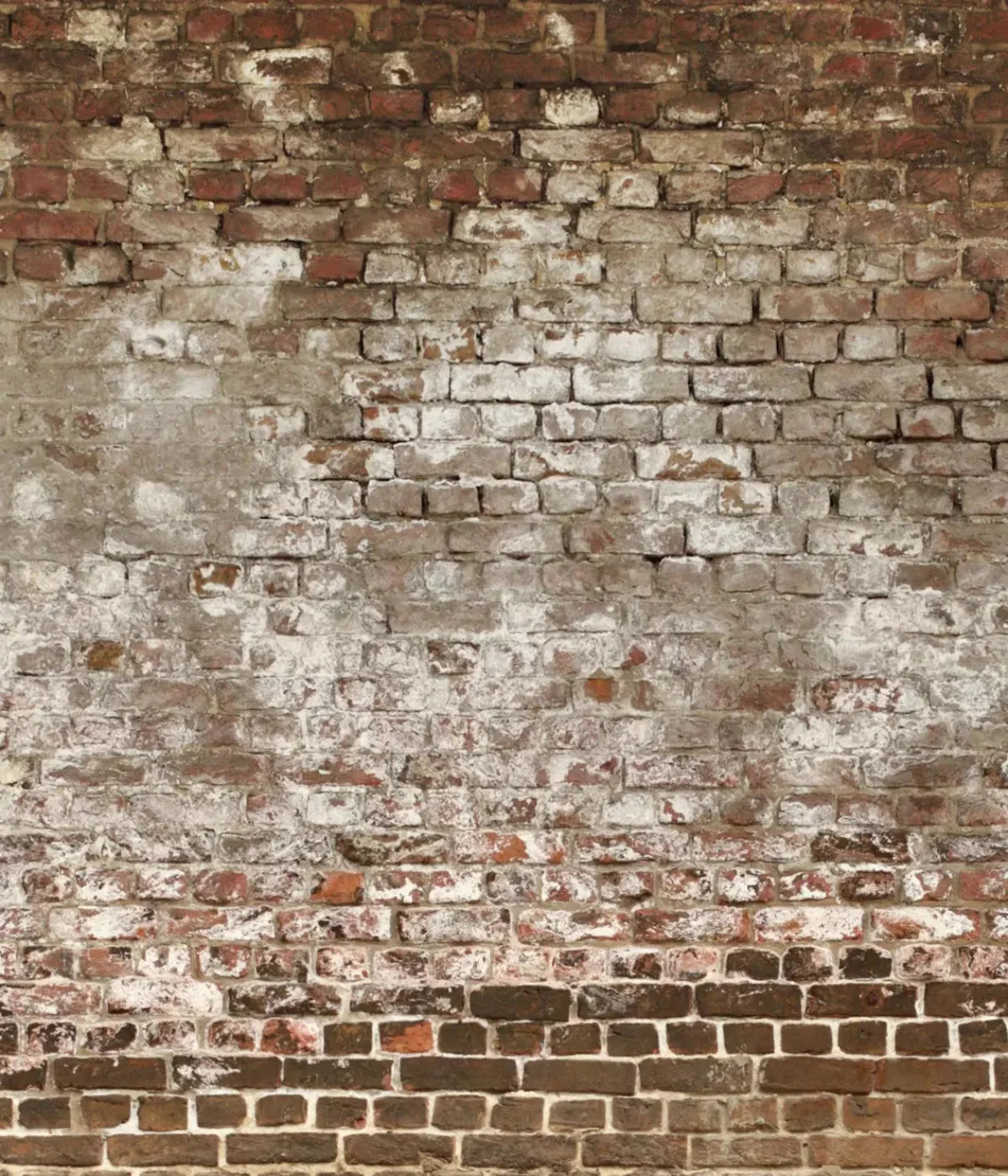 Urban Decay 10X12 Ultracloth ( 120 X 144 Inch ) Backdrop