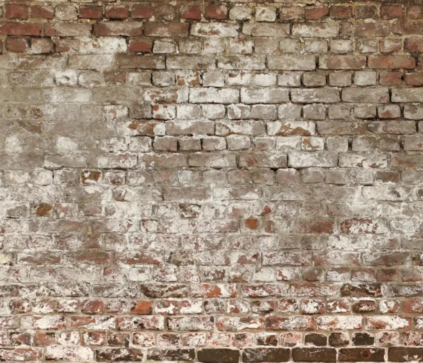 Urban Decay 12X10 Ultracloth ( 144 X 120 Inch ) Backdrop