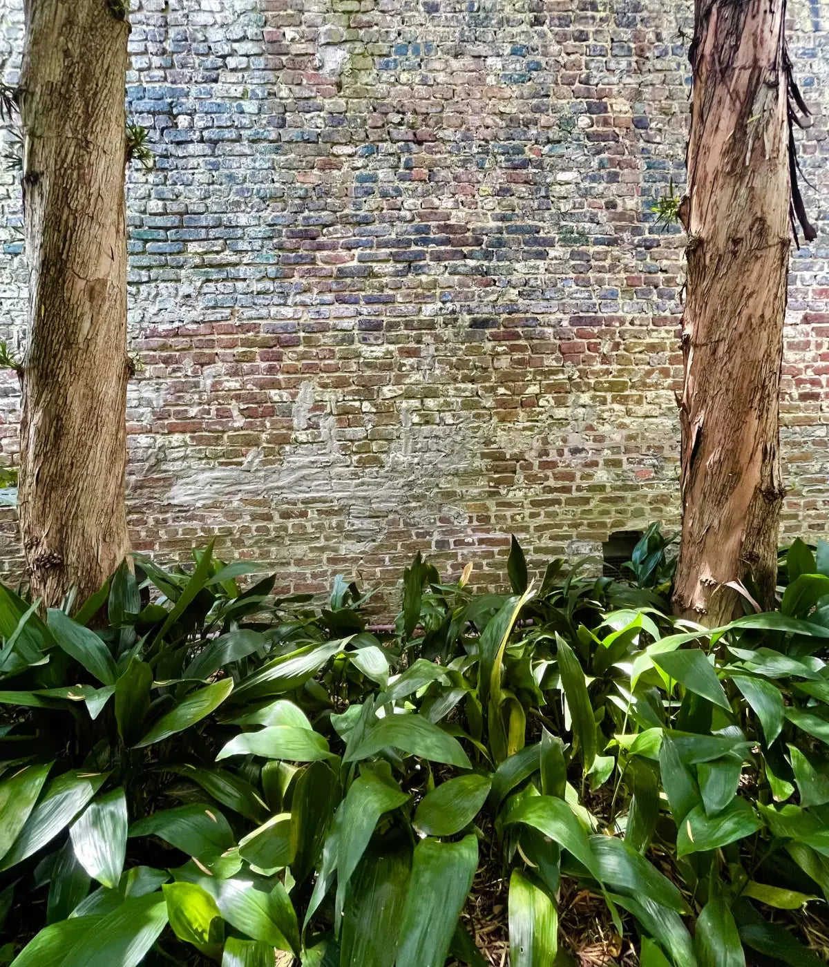 Urban Plant Wall 10X12 Ultracloth ( 120 X 144 Inch ) Backdrop