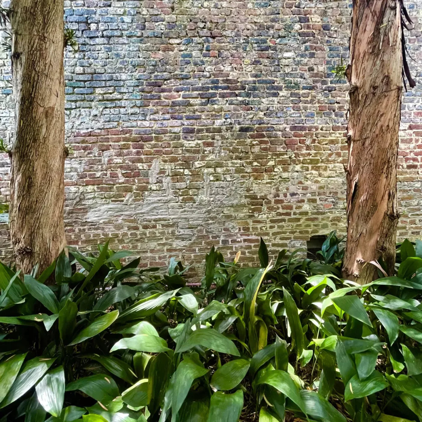 Urban Plant Wall 8X8 Fleece ( 96 X Inch ) Backdrop