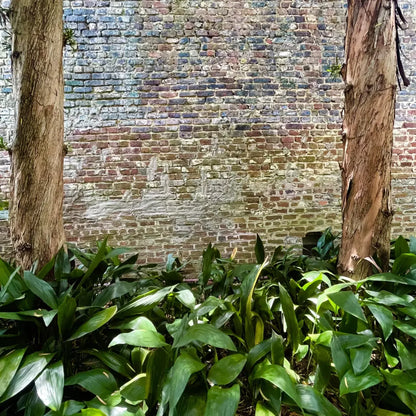 Urban Plant Wall 8X8 Fleece ( 96 X Inch ) Backdrop