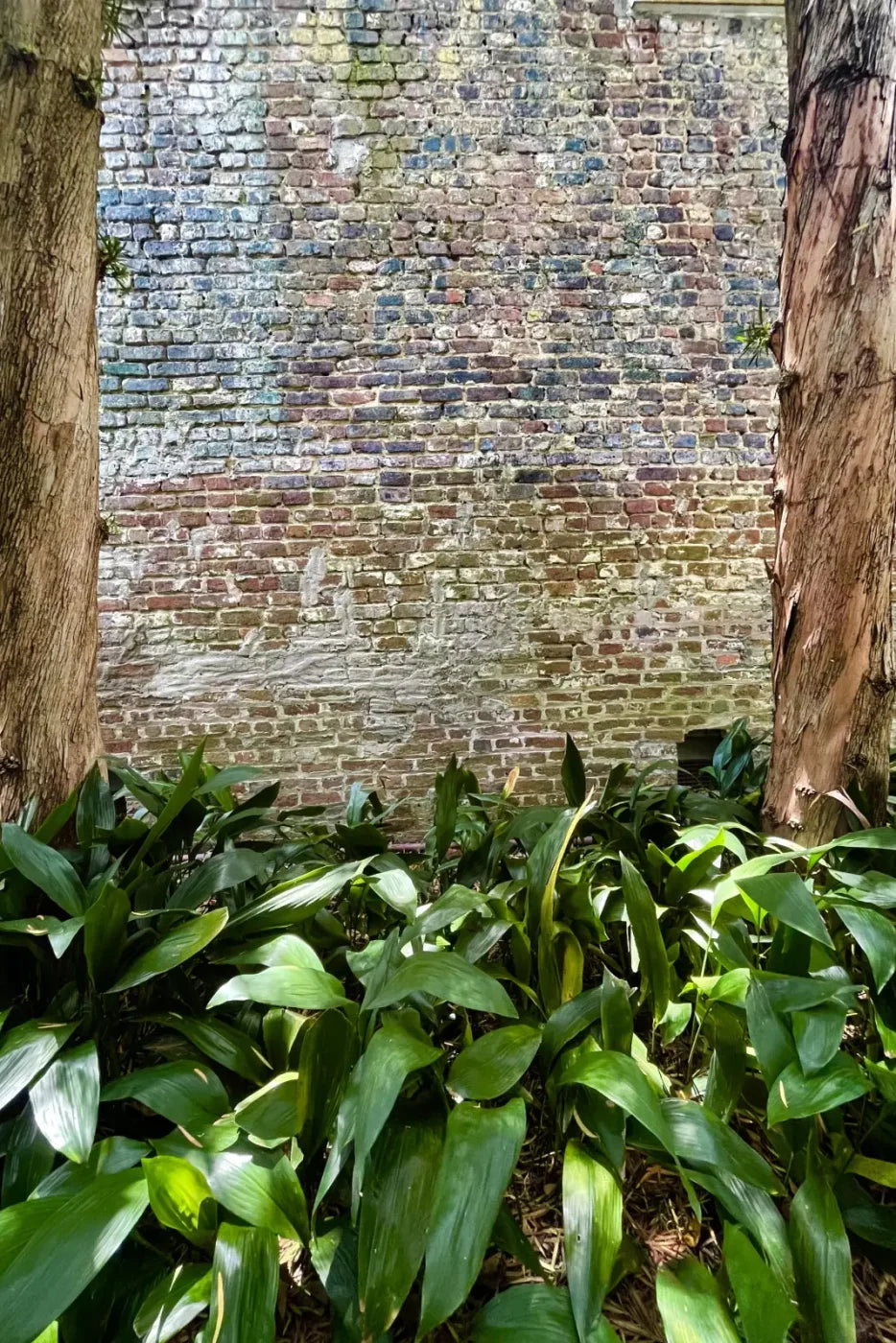 Urban Plant Wall Backdrop