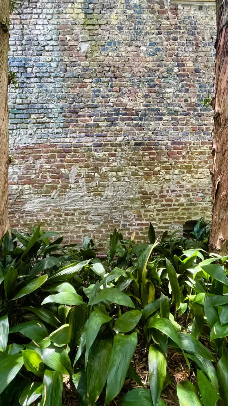 Urban Plant Wall 8X14 Ultracloth ( 96 X 168 Inch ) Backdrop
