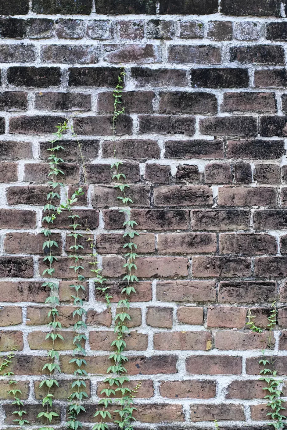 Vine Stone 5X8 Ultracloth ( 60 X 96 Inch ) Backdrop