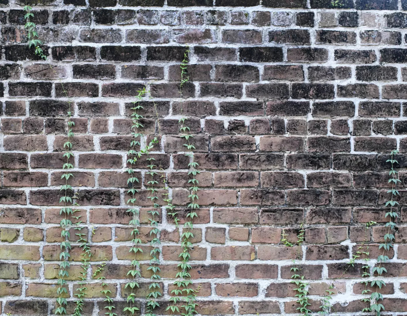 Vine Stone 8X6 Fleece ( 96 X 72 Inch ) Backdrop