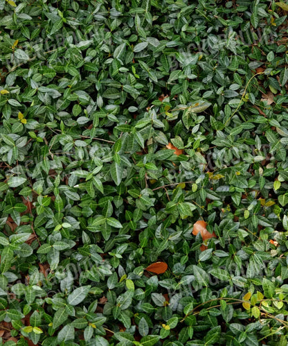 Green Nature Backdrop for Photography