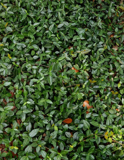 Vines 6X8 Fleece ( 72 X 96 Inch ) Backdrop