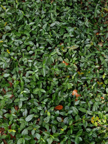 Vines 8X10 Fleece ( 96 X 120 Inch ) Backdrop