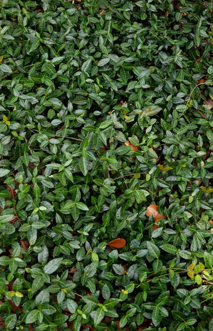 Vines 8X12 Ultracloth ( 96 X 144 Inch ) Backdrop