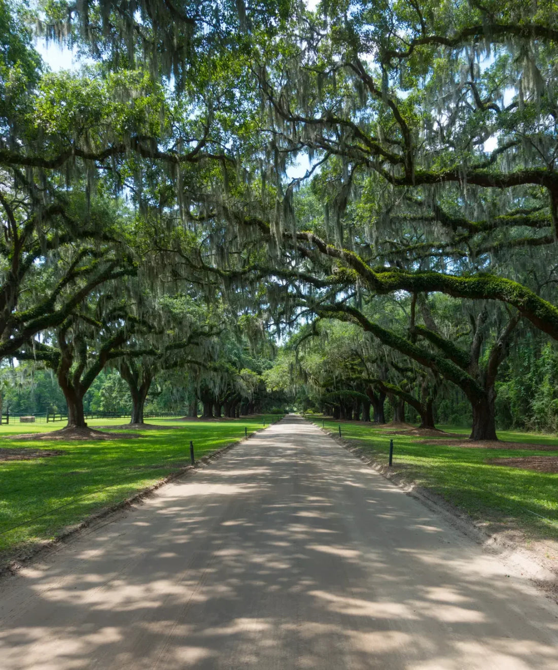 Green Summer Backdrop for Photography