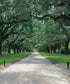 Green Summer Backdrop for Photography