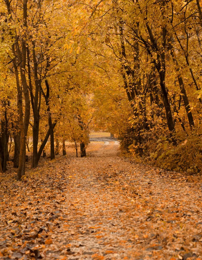 Walking In Fall 6’X8’ Fleece (72 X 96 Inch) Backdrop