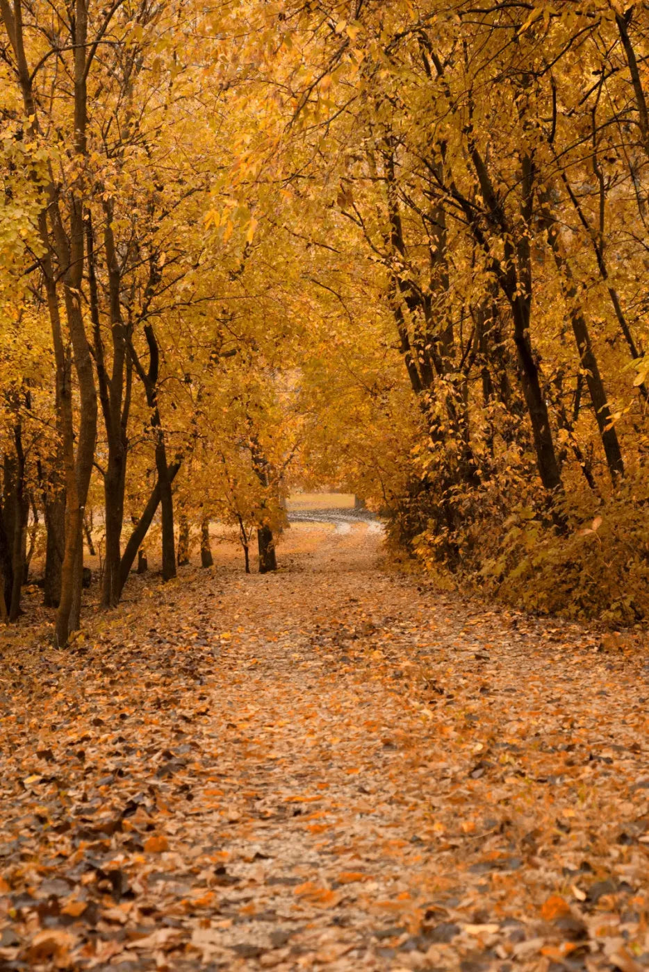 Walking In Fall Backdrop