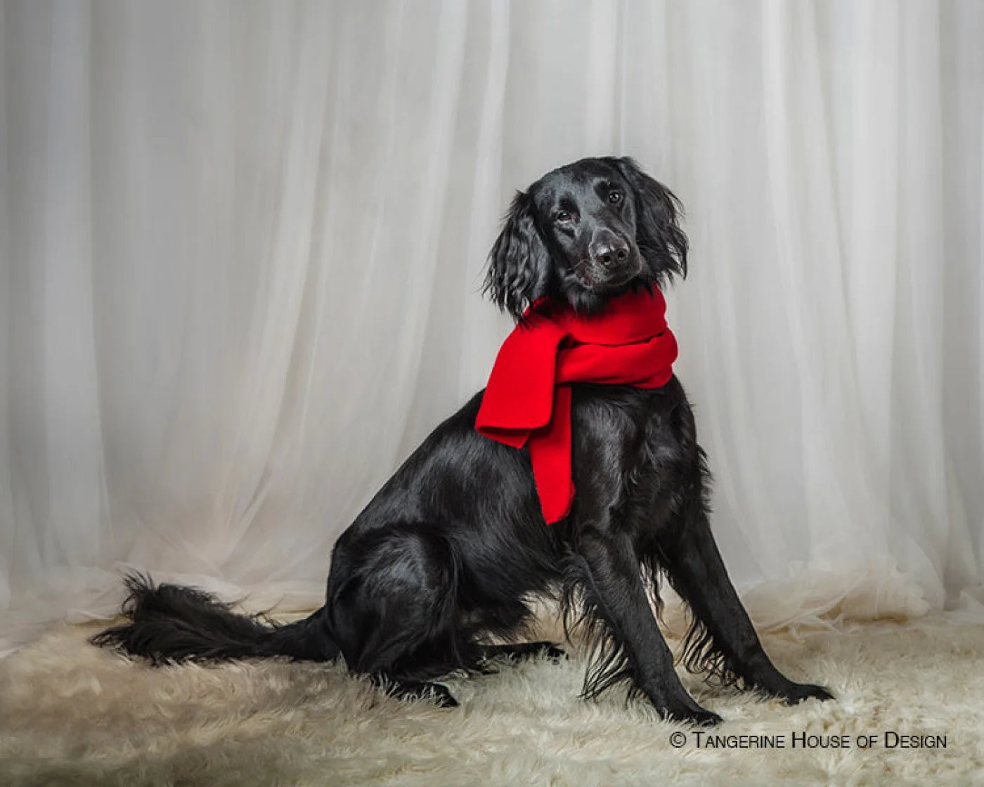 White Sheers Backdrop